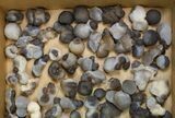Lot: to Natural Chalcedony Nodules - Pieces #137987-2